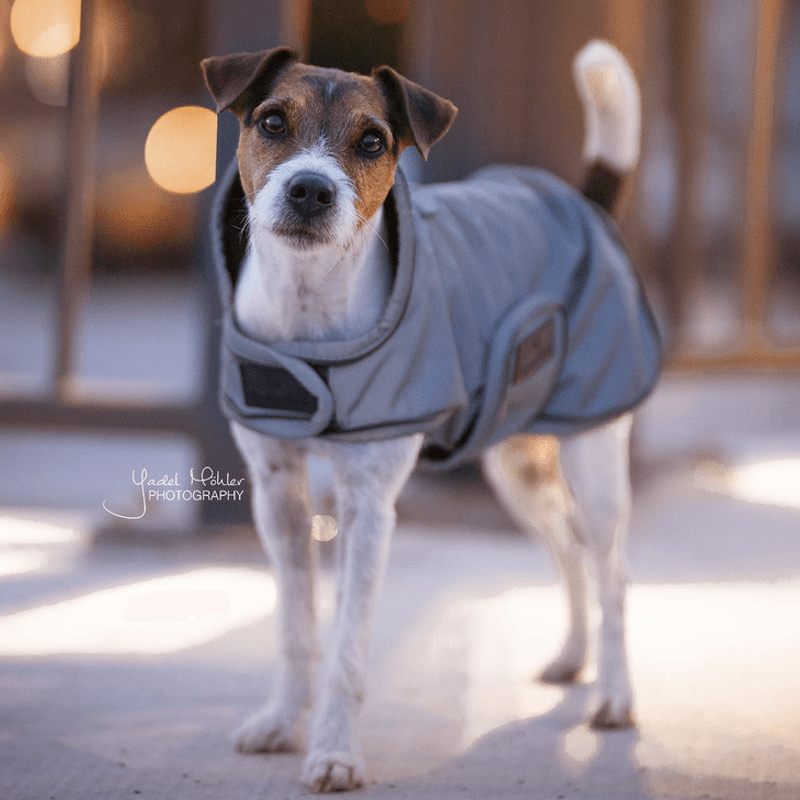 Kentucky Dog Rug Reflective Water Repellent