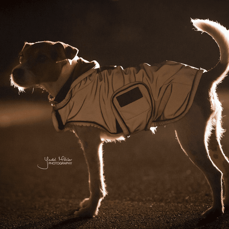Kentucky Dog Rug Reflective Water Repellent