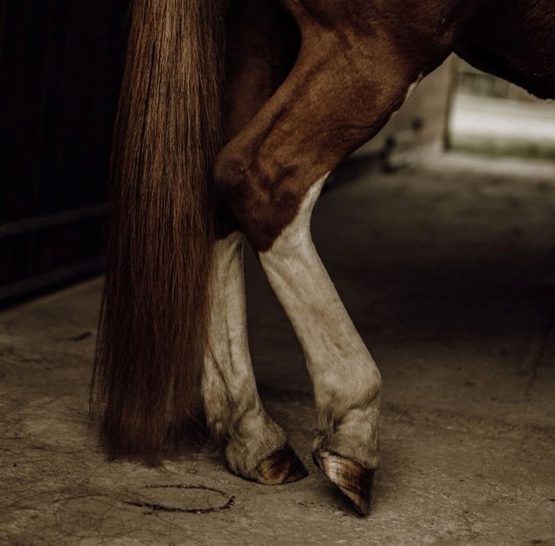 Nellumbo Detangeling Care for Horses
