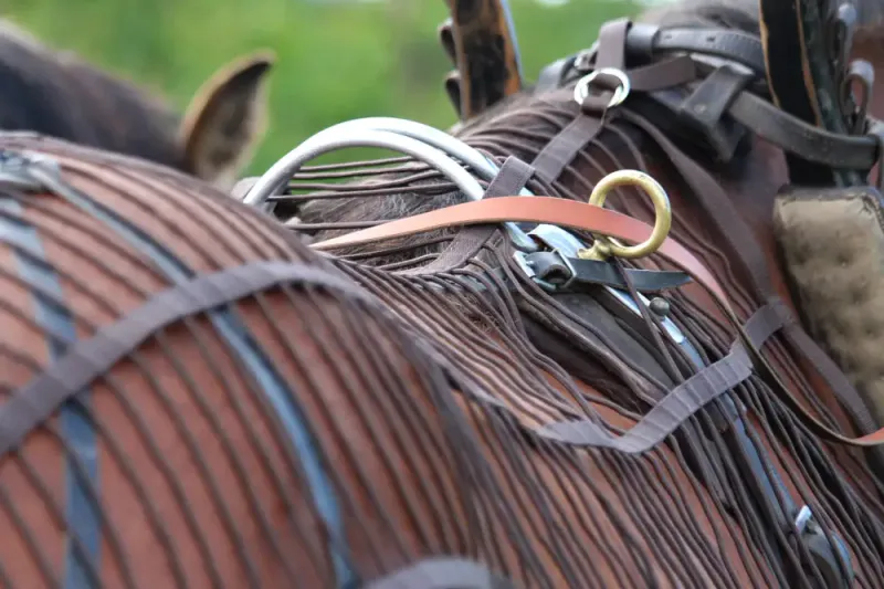 All That Harness Fly Net