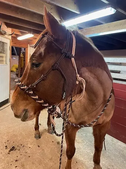 Hovedbilde All That Soft Hackamore