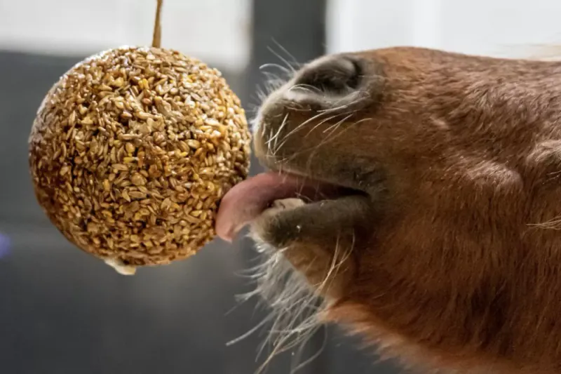 Likit Stall Balls Granola